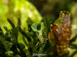 Green seaslug. Dutch groene zeewierslak, Elysia viridis. by Eduard Bello 